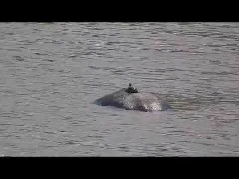 Djuma: Hippo with Terrapins on it's back in the dam - 09:26 - 12/02/21