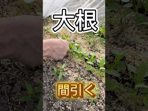 庭、鉢、温室に大根をいつどのように播種するのですか？  庭園
