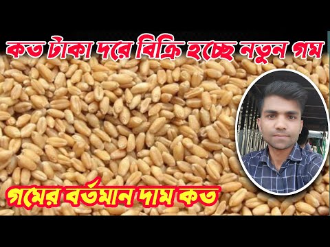 আজকের গমের দাম কত ২০২৪ (আপডেট রেট), ১ কেজি গমের দাম কত 2024