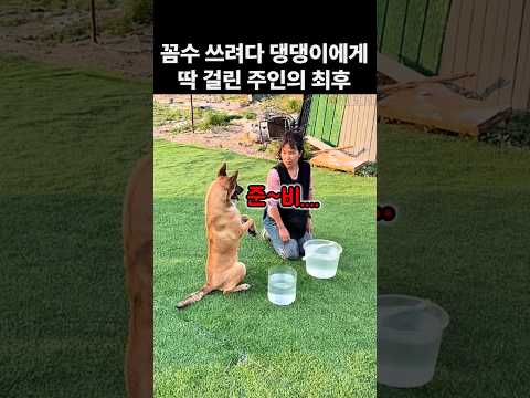 엄마의 꼼수를 알아챈 댕댕이의 반응. 개똑똑해
