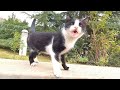 Sleepy Tuxedo Cat Meowed Loudly When He Realized That I Was Going To Feed Him We Became Friends