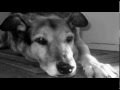 "Old Grey Dog"- Beautiful sad song 