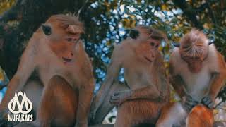 Download lagu Mufakats - Monyet, Anjing dan Babi mp3