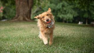 On Your Side Scam School: Beware of new utility scams & lost pet scams