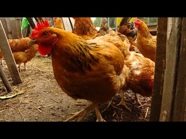 Курам на смех