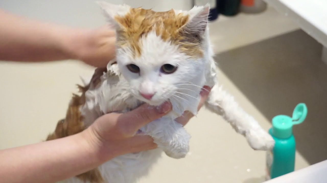 【３６５日〜猫動画】お風呂に入る！