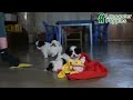 Malshi dogs for sale: Snoopy - Video 1