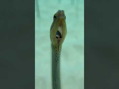 Encontramos una colonia de serpientes