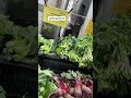 Try These Green Vegetables to Fight Disease | Dr. William Li