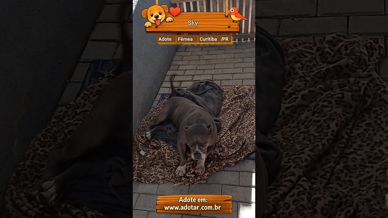 Cachorro raça Pit-Bull idade 5 anos nome Sky
