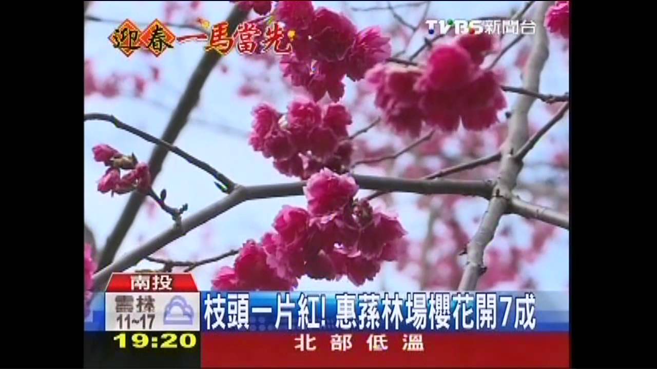 枝頭一片紅！　惠蓀林場櫻花開7成