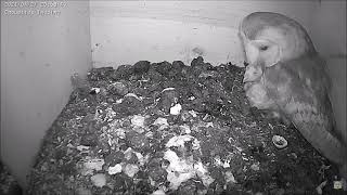 Ein kleines Bällchen für ein Mini-Eulchen