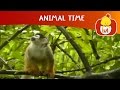 Animal Time Cartoon For Children Luli TV