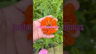 Giant zinnias and buying more plants #garden #gardening #zinnias