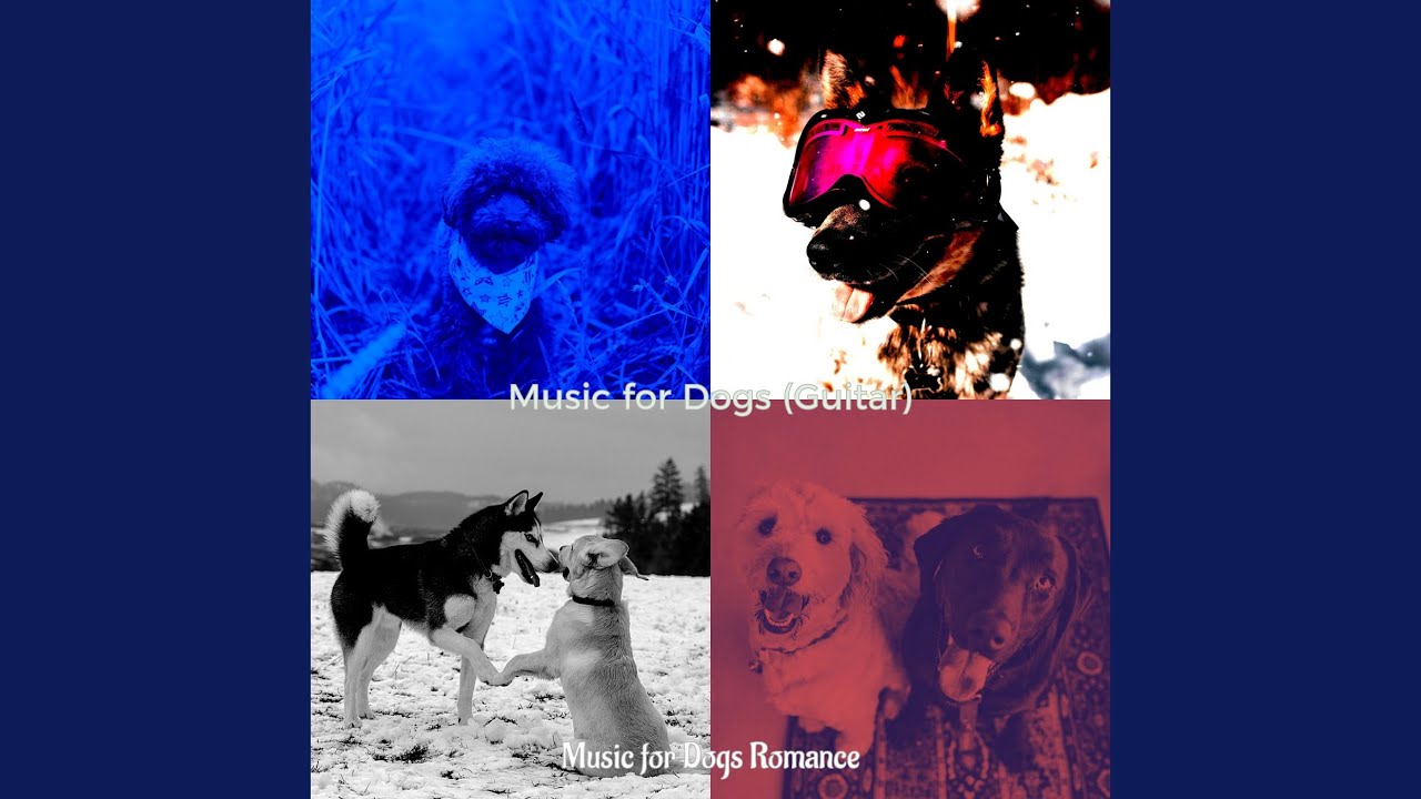 Hypnotic Cute Puppies