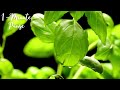 1 Minute Relaxation With Basil Bliss Instant Calm And Refreshment
