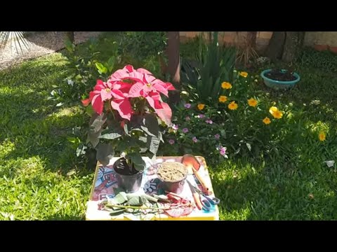 Como Fazer Mudas Da Flor Poinsétia