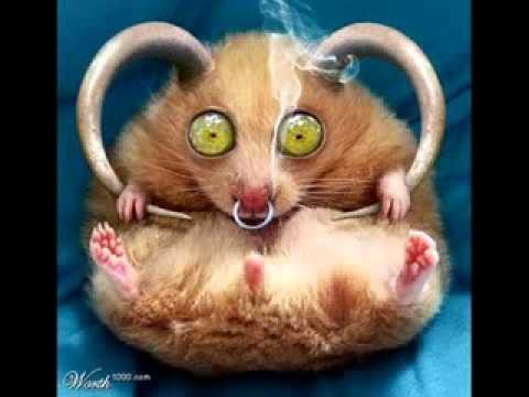 Embaraiando os Assunto - Humor - Paulinho Mixaria.flv