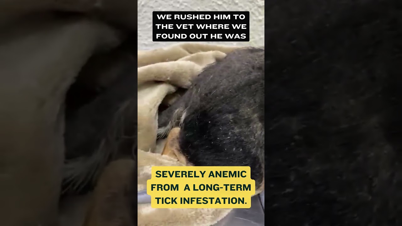 Enlarge Otto, a Adoptable mixed breed in Sherwood, OR video 2/6