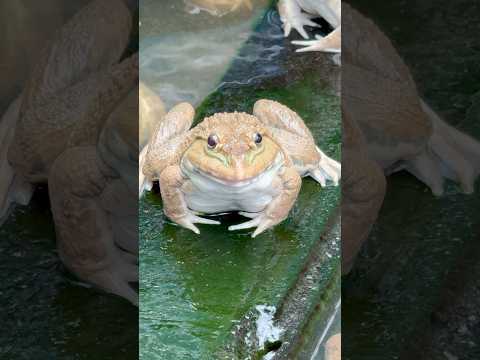 The Strongest Frog I’ve Ever Seen! Standing Proud and Confident 🐸💪 #shortvideo #frog