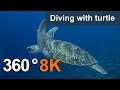 360 Diving With Turtle 8K Underwater Video