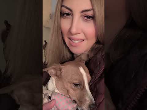 Angeli 💖 #pets #doglover #dog #jackrussell #jackrussellterrier