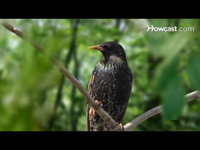Is a starling a blackbird?