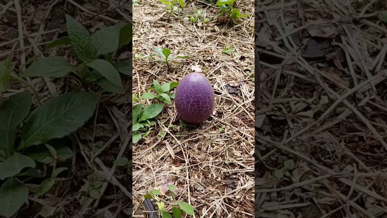 something in eggs #egg #eggs #oldies #vintage