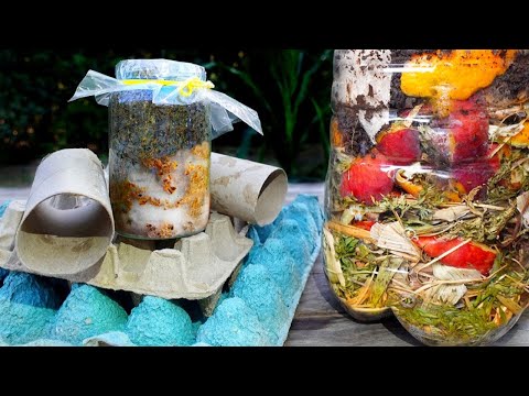 , title : '🍄 Cultiva Hongos para ACELERAR el COMPOST en Casa'