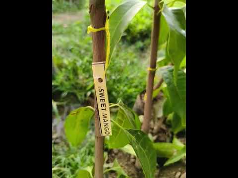 Sweet Mengo Plants