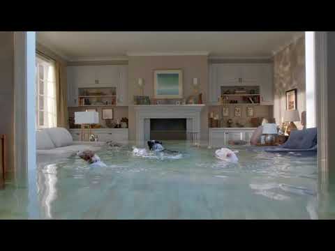 Hall of Claims Mer Mutts