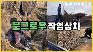 문그로우 분작업 상차!!!!