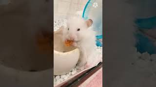餌をむさぼるハムスター🐹