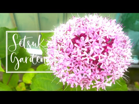 毛むくじゃらのボタンウィード 植物