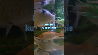 Download lagu bolehkah ku menangis - cinta - status - sadstory - story - cintasejati - ldr - putus - berpisah mp3