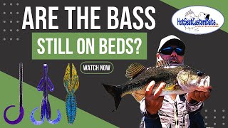 Are the Bass Still on Beds? Kayak Bass Fishing on Alligator Lake