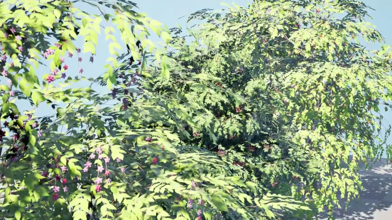 North American Stone Fruits Trees 3D Model