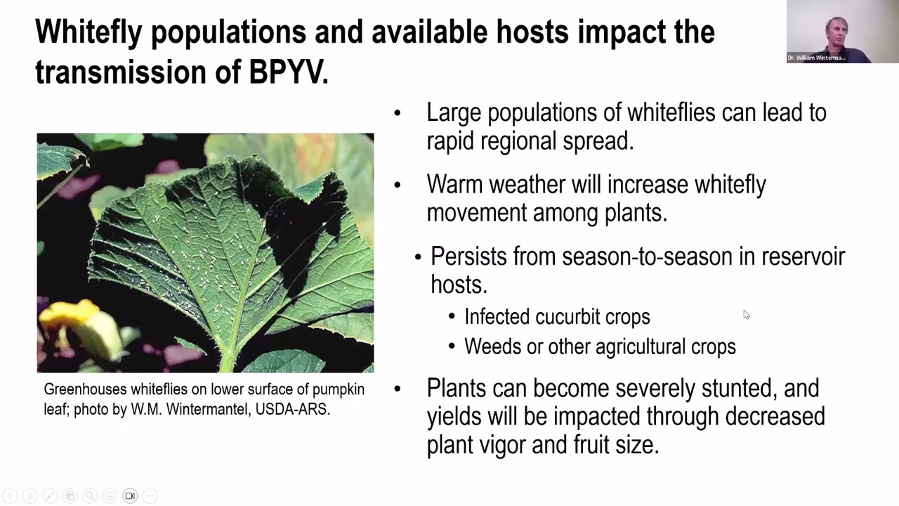 Beet Pseudoyellows Virus (BPYV), EVCWG (2026)