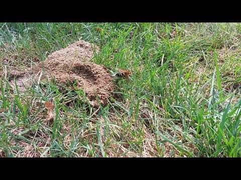 Feeding Time for Cicada Killer Wasp in South Bound Brook, NJ