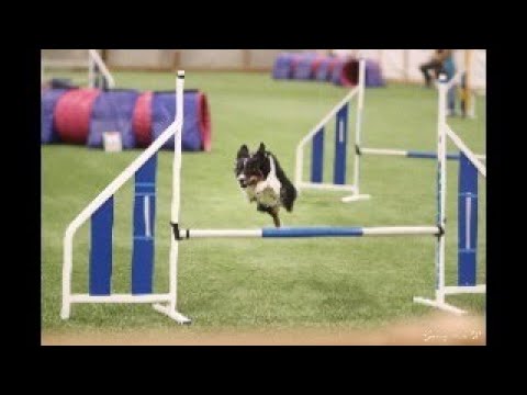 JANKK agilitykisa 20.3.2022