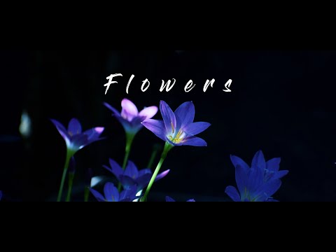 Flowers Cinematic Video | Nikon