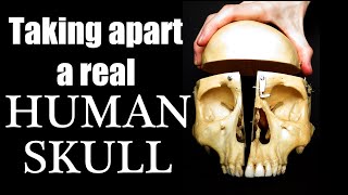 Look inside a REAL Human Skull