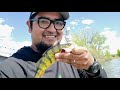 Video Thumbnail for Fishing  for anything  that bites #fishing #catchandrelease #perchfishatching perchf