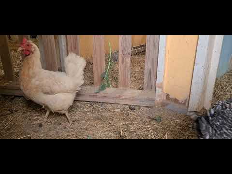 Futterkohl für meine Hühner im Winter. Spiel, Spaß, Beschäftigung und lecker 😋