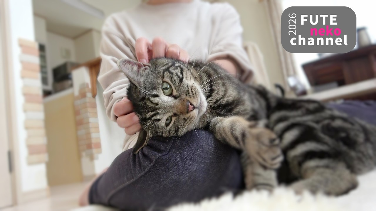 ガブッとやっちゃう保護猫【保護猫】