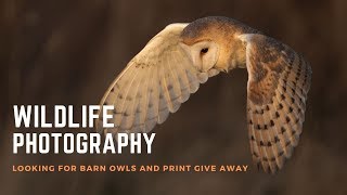 WILDLIFE PHOTOGRAPHY | Scouting for Barn Owls plus a Print Giveaway