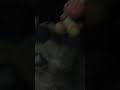 Bee Bee Beep Beep Bee Bee
