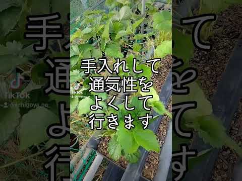 4月下旬の霜から植物を守るにはどうすればよいですか？若い植物を保存するための効果的な方法  庭園