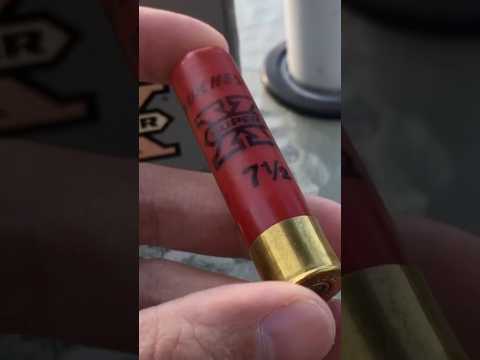 [WINCHESTER VS FEDERAL]