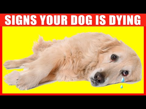 10 Critical Signs that Indicates Your Dog is Dying